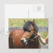 Shetland Pony Design Briefkaart (Voorkant / Achterkant)