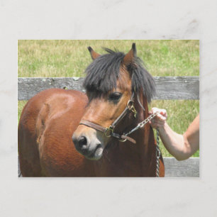 Shetland Pony Design Briefkaart