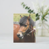 Shetland Pony Design Briefkaart (Staand voorkant)