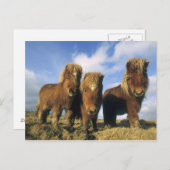 Shetland Pony, het vasteland van de Shetlandeiland Briefkaart (Voorkant / Achterkant)
