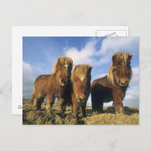 Shetland Pony, het vasteland van de Shetlandeiland Briefkaart (Voorkant / Achterkant)