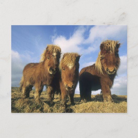 Shetland Pony, het vasteland van de Shetlandeiland Briefkaart (Voorkant)