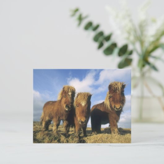 Shetland Pony, het vasteland van de Shetlandeiland Briefkaart (Staand voorkant)