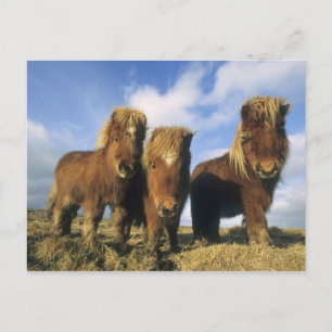 Shetland Pony, het vasteland van de Shetlandeiland Briefkaart
