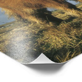 Shetland Pony, het vasteland van de Shetlandeiland Foto Afdruk (Hoek)