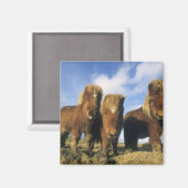 Shetland Pony, het vasteland van de Shetlandeiland Magneet (Voorkant / Achterkant)