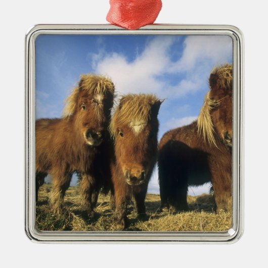 Shetland Pony, het vasteland van de Shetlandeiland Metalen Ornament (Voorkant)
