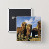 Shetland Pony, het vasteland van de Shetlandeiland Vierkante Button 5,1 Cm (Voorkant /achterkant)