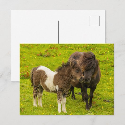 Shetland Pony moeder en nakomelingen Briefkaart (Voorkant / Achterkant)