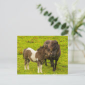 Shetland Pony moeder en nakomelingen Briefkaart (Staand voorkant)