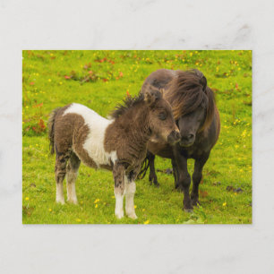 Shetland Pony moeder en nakomelingen Briefkaart