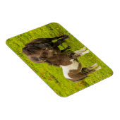 Shetland Pony moeder en nakomelingen Magneet (Rechterzijde)