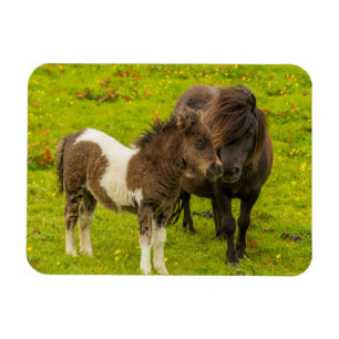Shetland Pony moeder en nakomelingen Magneet