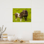Shetland Pony moeder en nakomelingen Poster (Keuken)