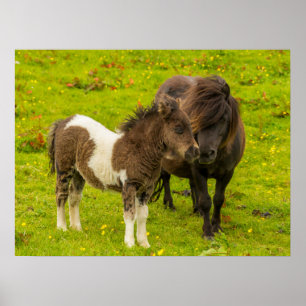 Shetland Pony moeder en nakomelingen Poster
