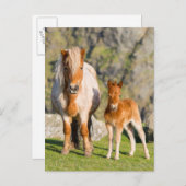 Shetland Pony On Pasture Near High Cliffs, Mare 2 Briefkaart (Voorkant / Achterkant)