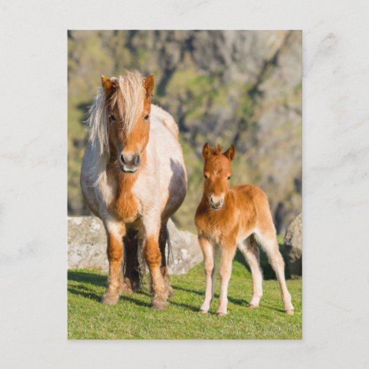 Shetland Pony On Pasture Near High Cliffs, Mare 2 Briefkaart (Voorkant)