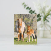 Shetland Pony On Pasture Near High Cliffs, Mare 2 Briefkaart (Staand voorkant)