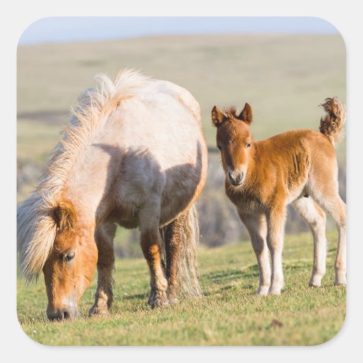 Shetland Pony On Pasture Near High Cliffs, Mare Vierkante Sticker (Voorkant)