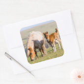 Shetland Pony On Pasture Near High Cliffs, Mare Vierkante Sticker (Envelop)
