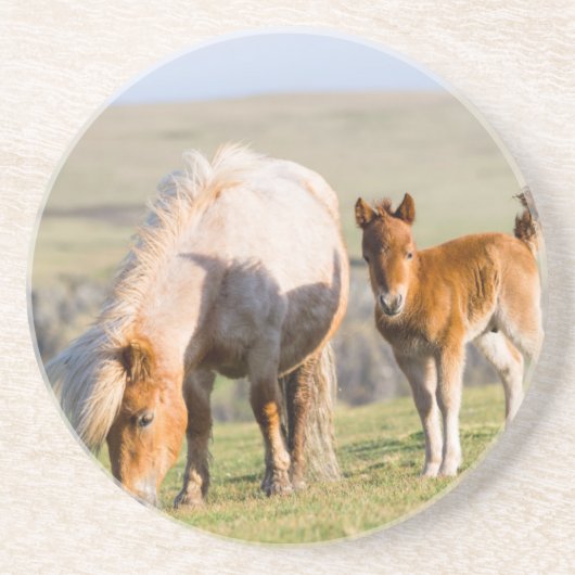 Shetland Pony On Pasture Near High Cliffs, Mare Zandsteen Onderzetter (Voorkant)