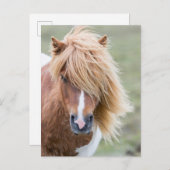 Shetland Pony op het eiland Unst Briefkaart (Voorkant / Achterkant)