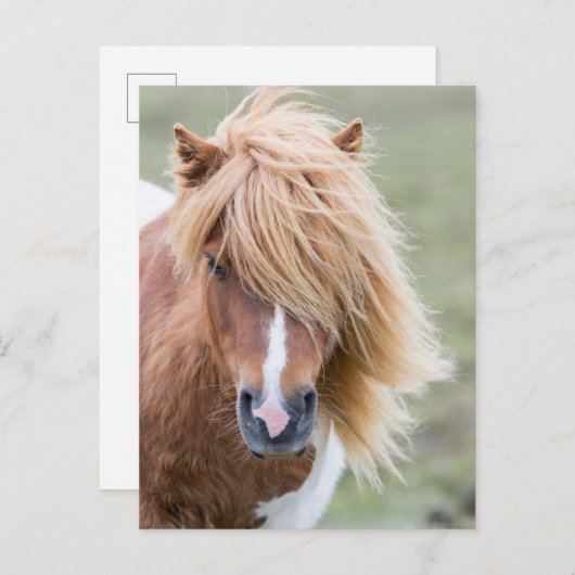 Shetland Pony op het eiland Unst Briefkaart (Voorkant / Achterkant)