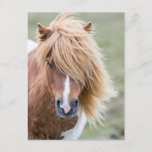 Shetland Pony op het eiland Unst Briefkaart
