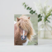 Shetland Pony op het eiland Unst Briefkaart (Staand voorkant)