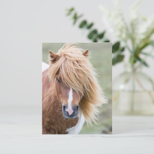 Shetland Pony op het eiland Unst Briefkaart (Staand voorkant)