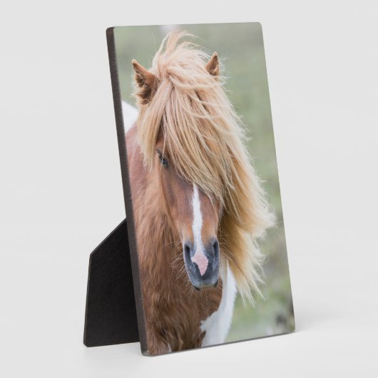 Shetland Pony op het eiland Unst Fotoplaat (Zijkant)