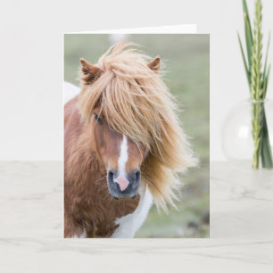 Shetland Pony op het eiland Unst Kaart
