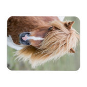 Shetland Pony op het eiland Unst Magneet (Horizontaal)