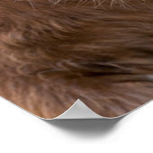 Shetland Pony op het eiland Unst Poster (Hoek)