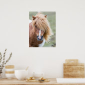Shetland Pony op het eiland Unst Poster (Keuken)