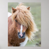 Shetland Pony op het eiland Unst Poster (Voorkant)