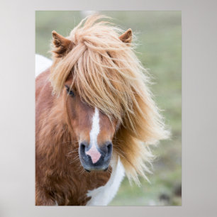 Shetland Pony op het eiland Unst Poster