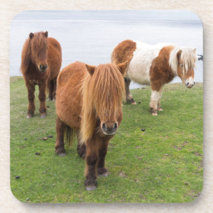 Shetland Pony op pasta nabij hoge cliënten Bier Onderzetter