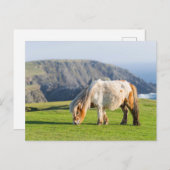 Shetland Pony op pasta nabij hoge cliënten Briefkaart (Voorkant / Achterkant)