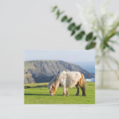 Shetland Pony op pasta nabij hoge cliënten Briefkaart (Staand voorkant)