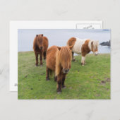 Shetland Pony op pasta nabij hoge cliënten Briefkaart (Voorkant / Achterkant)