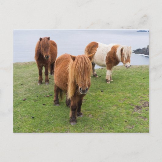 Shetland Pony op pasta nabij hoge cliënten Briefkaart (Voorkant)