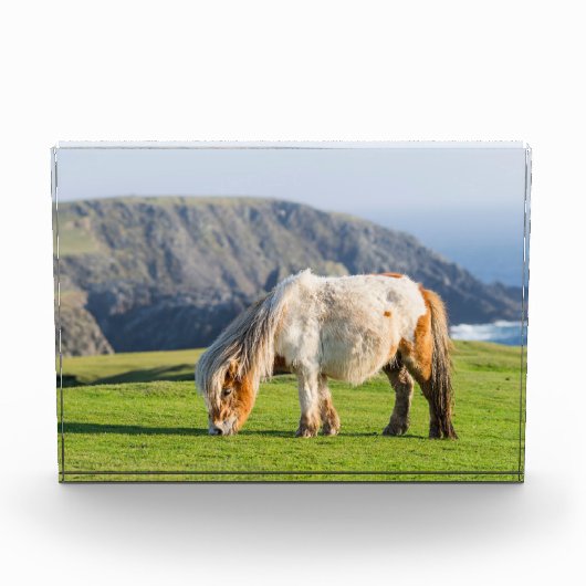 Shetland Pony op pasta nabij hoge cliënten Fotoblokken (Voorkant)