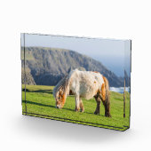 Shetland Pony op pasta nabij hoge cliënten Fotoblokken (Rechts)