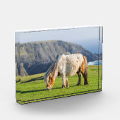 Shetland Pony op pasta nabij hoge cliënten Fotoblokken (Links)