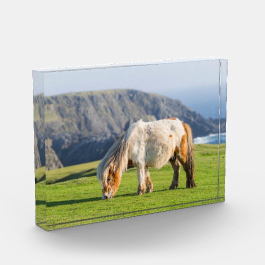 Shetland Pony op pasta nabij hoge cliënten Fotoblokken (Links)