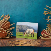 Shetland Pony op pasta nabij hoge cliënten Fotoplaat (Zijkant)