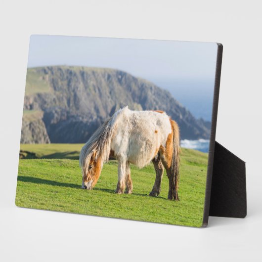 Shetland Pony op pasta nabij hoge cliënten Fotoplaat (Zijkant)