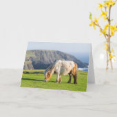 Shetland Pony op pasta nabij hoge cliënten Kaart (Gele Bloem)