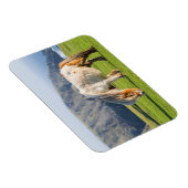 Shetland Pony op pasta nabij hoge cliënten Magneet (Rechterzijde)